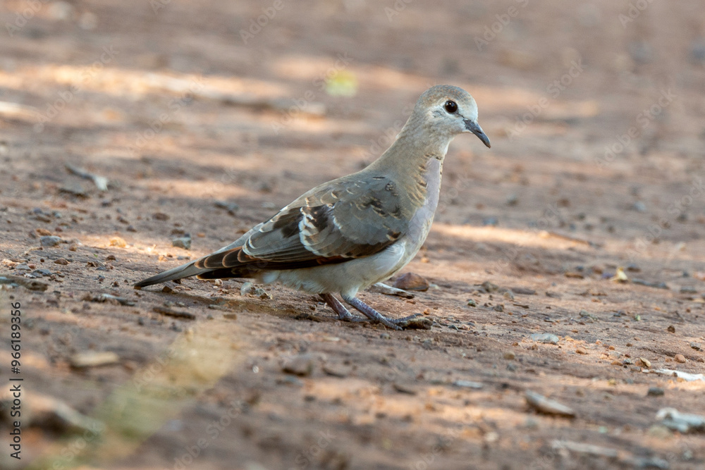 Obraz premium Tourterelle maillée,.Spilopelia senegalensis , Laughing Dove