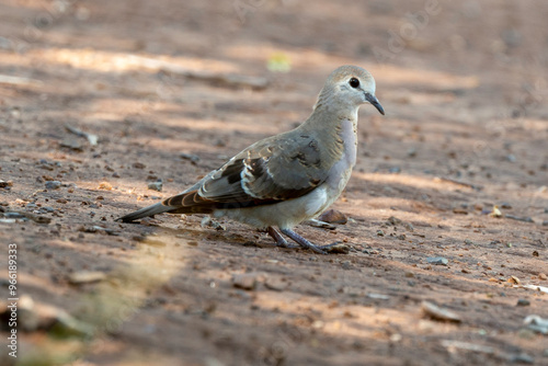 Tourterelle maillée,.Spilopelia senegalensis , Laughing Dove