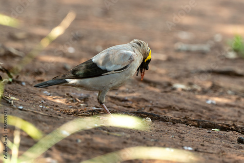 Étourneau caronculé,.Creatophora cinerea; Wattled Starling photo