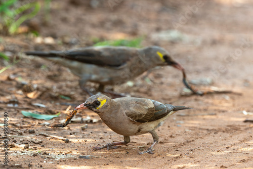 Étourneau caronculé,.Creatophora cinerea; Wattled Starling photo