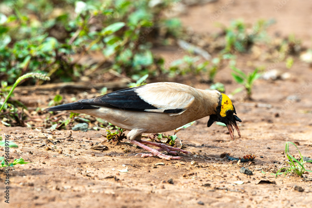 Étourneau caronculé,.Creatophora cinerea; Wattled Starling Étourneau caronculé,.Creatophora cinerea; Wattled Starling