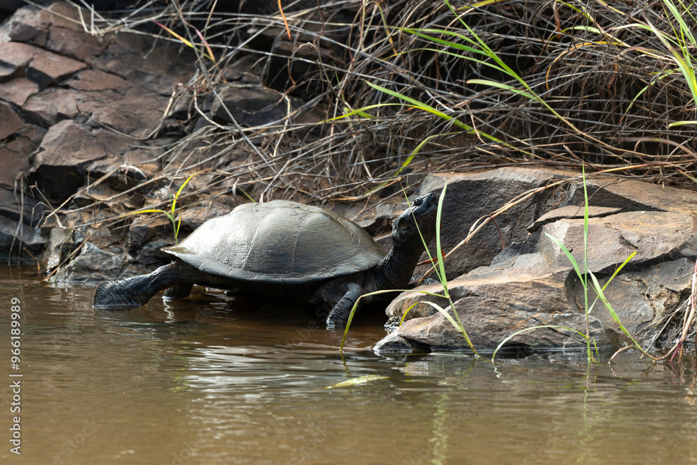 Péloméduse noire, Pelomedusa subrufa nigra, Parc national Kruger, Afrique du Sud Péloméduse noire, Pelomedusa subrufa nigra, Parc national Kruger, Afrique du Sud