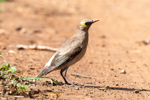 Étourneau caronculé,.Creatophora cinerea; Wattled Starling photo