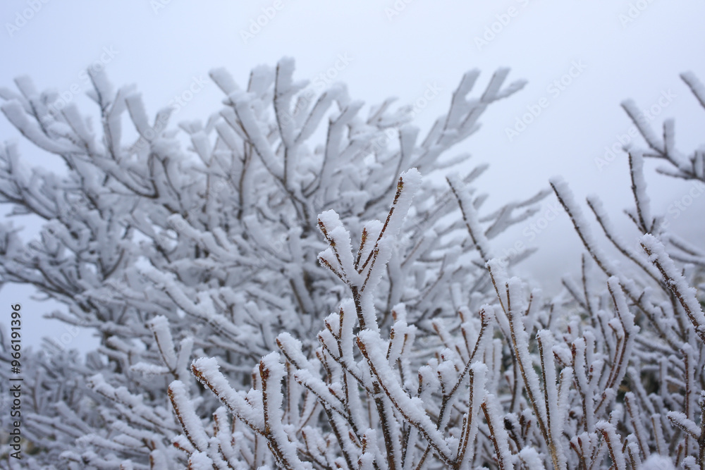 Obraz premium 樹氷