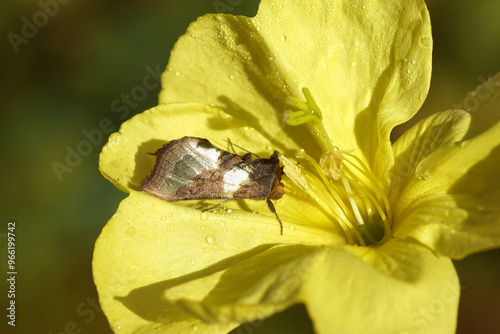 Moth Burnished Brass (Diachrysia chrysitis), family Noctuidae, Owlet moths). On yellow flower of evening primrose (Oenothera biennis). Netherlands, Summer, September photo