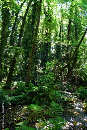 Sorgenti del Lago Sirino (Nemoli - Pz)