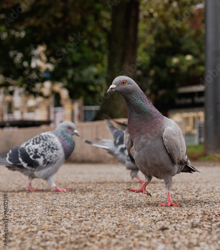 pigeons in the city