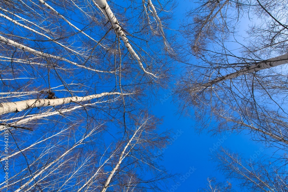 Obraz premium Beautiful landscape park. White tree on blye sky. Tourism, hobby.