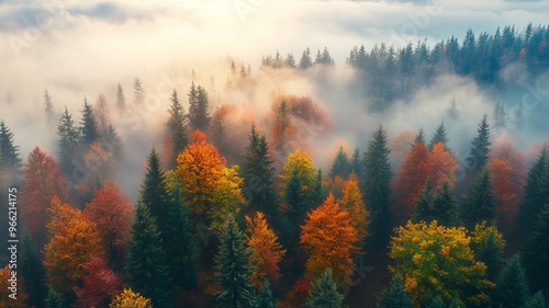 Aerial view of beautiful colorful autumn forest in low clouds at sunrise. Top view of orange and green trees in fog at dawn in fall. View from above of woods. Nature background. Multicolored leaves