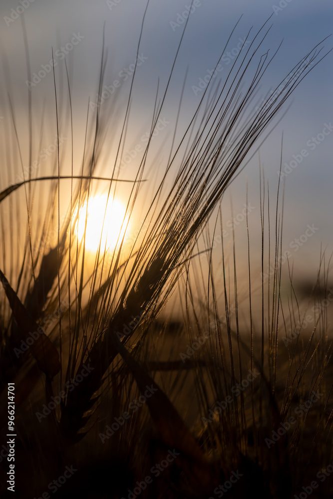 the yellow sun at sunset in a field with a harvest of rye cereals the yellow sun at sunset in a field with a harvest of rye cereals