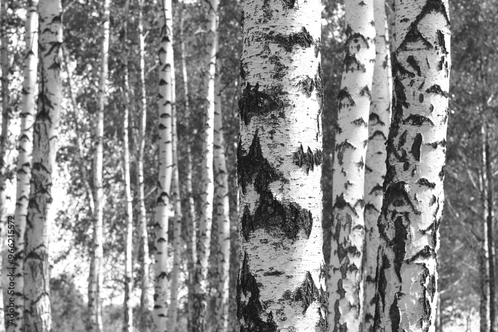 Obraz premium black-and-white photo with white birches