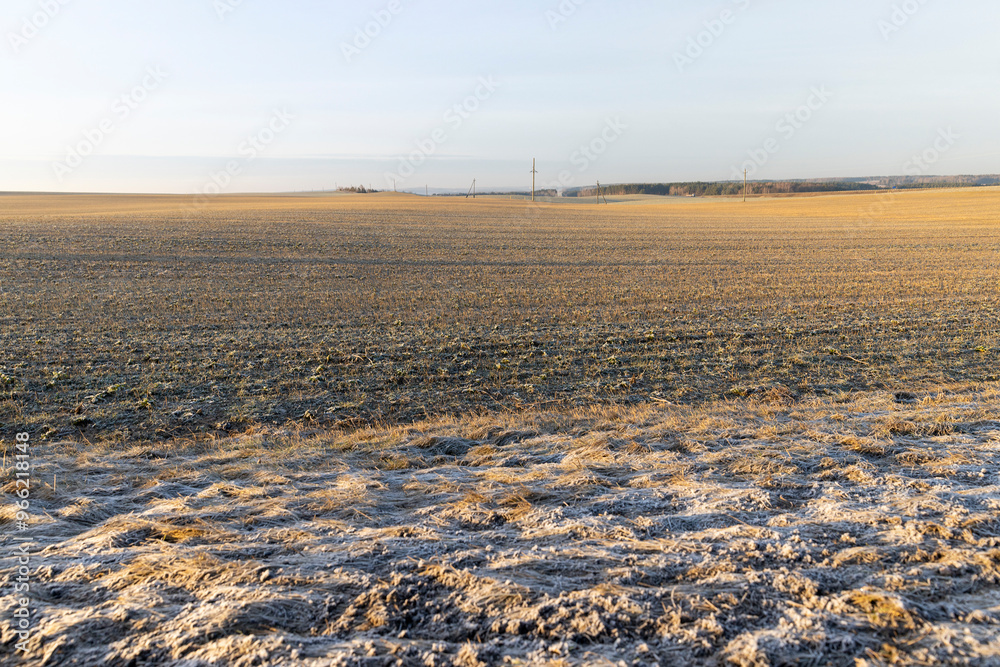 crop of wheat resistant to cold in winter in frost crop of wheat resistant to cold in winter in frost
