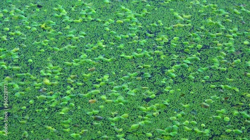 Aquatic plants rootless duckweed Wolffia arrhiza and duckweed Lemna turionifera, smallest flowering plants living on the surface of water, Ukraine photo