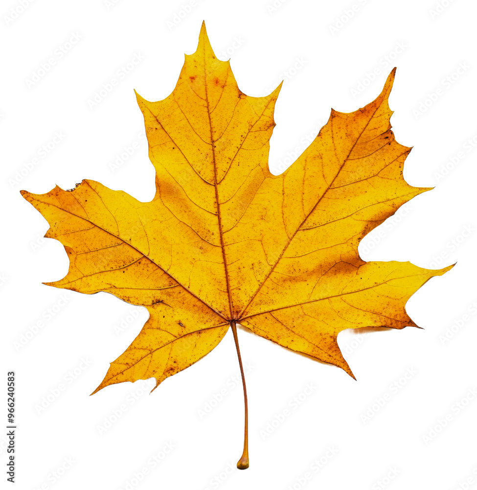 PNG Yellow maple leaf on white background PNG Yellow maple leaf on white background