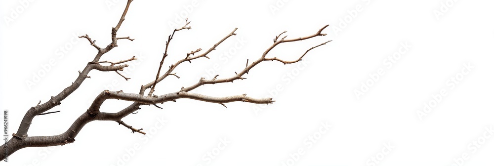 A single dry tree branch with intricate branches extending out, isolated on a white background. This image symbolizes nature, growth, resilience, and the cycle of life. A single dry tree branch with intricate branches extending out, isolated on a white background. This image symbolizes nature, growth, resilience, and the cycle of life.