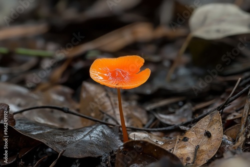 A single, delicate orange pinwheel mushroom grows amongst fallen leaves, its bright color a stark contrast to the earthy tones of its surroundings. This image symbolizes the fragility of life, the bea photo