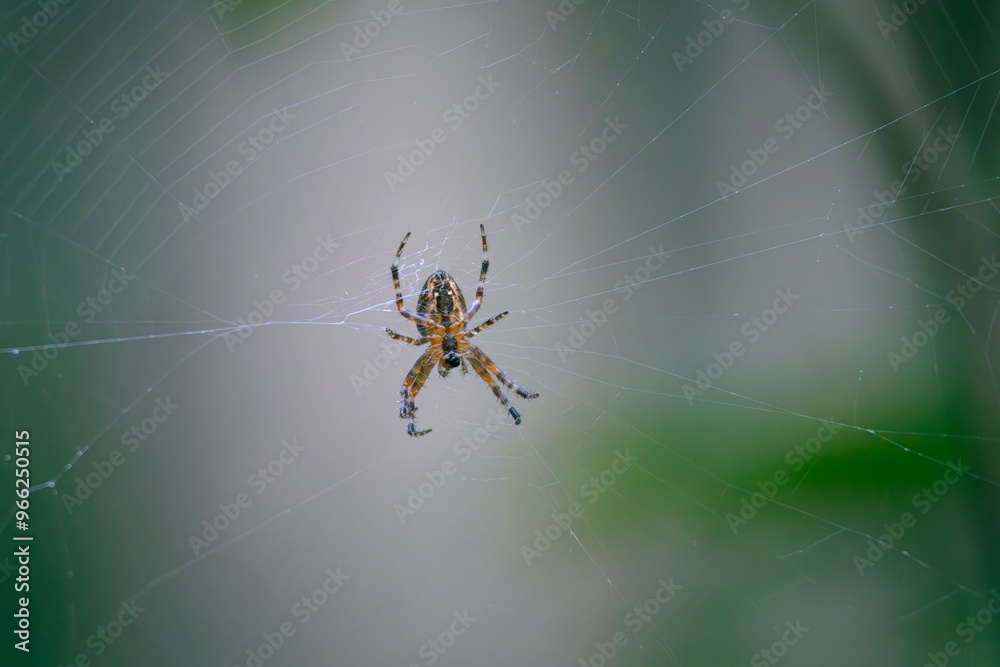 Kreuzspinne im Netz, Spinne im Garten mit verschwommen Hintergrund