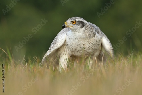 Eurasian goshawk Accipiter gentilis wildlife prey nature predator beautiful animal beautiful sighting ornithology Europe