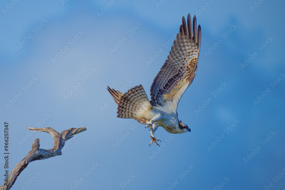 Fototapeta premium Osprey take-off