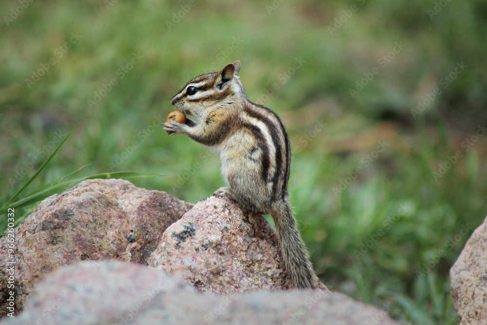 Streifenhörchnen, chipmunk, eichhörnchen, schöne Nahaufnahme mit verschwommenem Hintergrund, Süßes kleines tier beim essen einer Nuss. Streifenhörchnen, chipmunk, eichhörnchen, schöne Nahaufnahme mit verschwommenem Hintergrund, Süßes kleines tier beim essen einer Nuss.