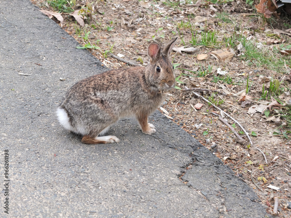 Fototapeta premium wild rabbit in the garden