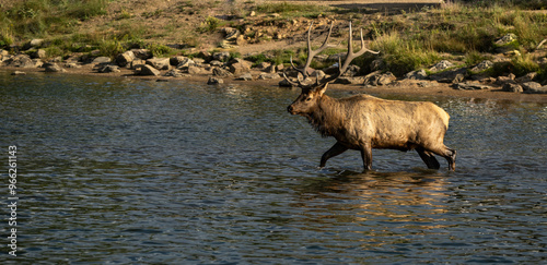 elk in the river