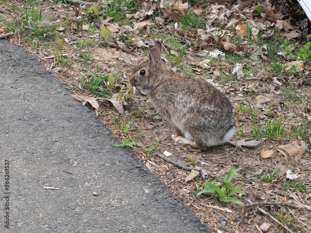 Fototapeta premium wild rabbit in the garden