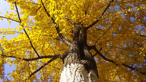 Real shot of golden ginkgo trees under the autumn sun