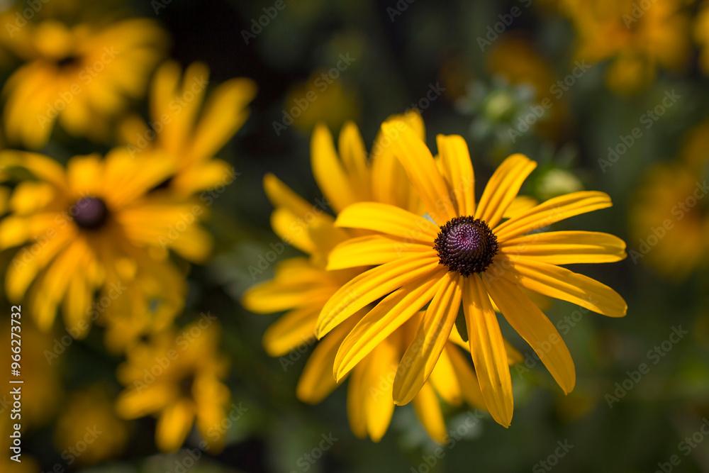 Rudbeckia fulgida or Goldsturm in full bloom in the garden.