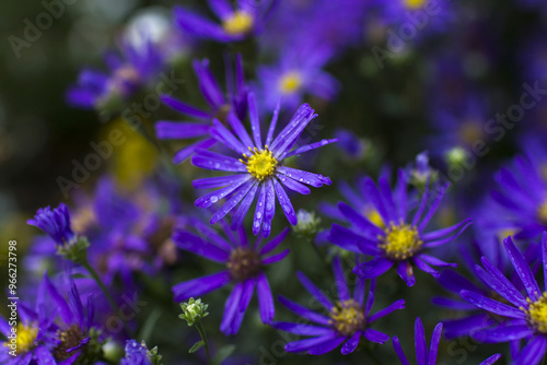 anemone flowers in the garden - summertime