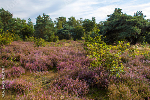 Schilderij op canvas Heathland in National Park Maasduinen in the Netherlands