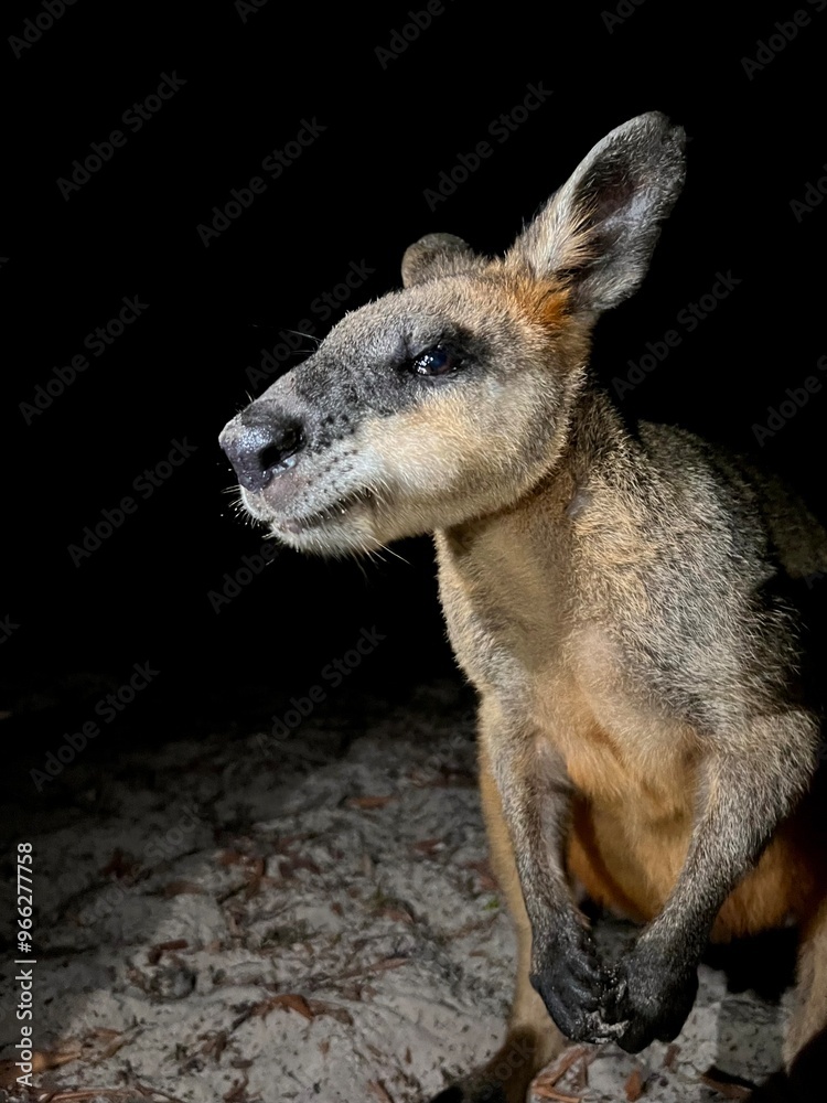 Wallaby Self Portait