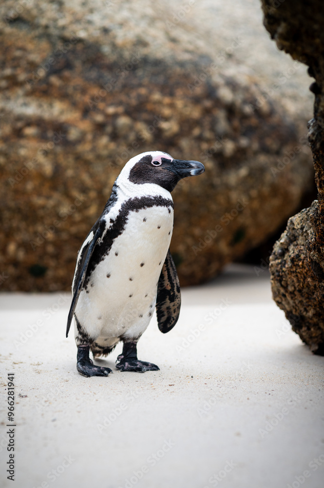 Naklejka premium penguin standing on the rocks