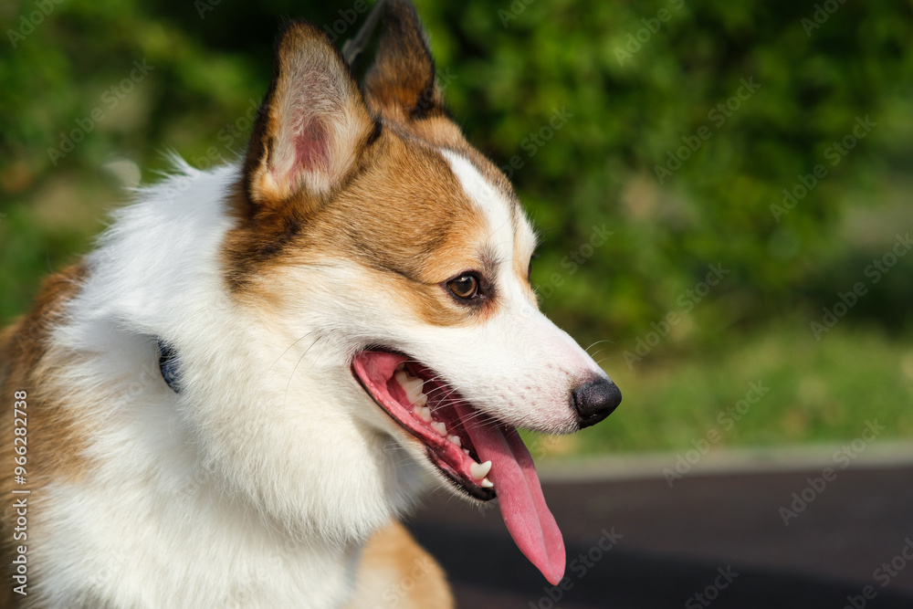 Pembroke Welsh Corgi puppy looking away and smiling with tongue hanging out against green bushes. Walking with dog in city park. Red and white corgi Pembroke Welsh Corgi puppy looking away and smiling with tongue hanging out against green bushes. Walking with dog in city park. Red and white corgi