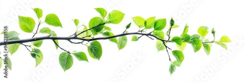 A single branch with vibrant green leaves, isolated on a white background. The branch symbolizes growth, nature, renewal, life, and spring., A single branch with vibrant green leaves