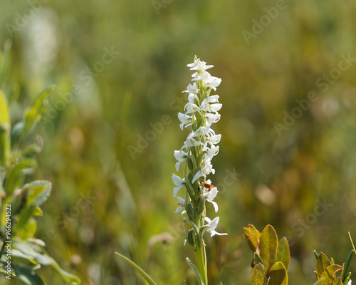 White bog orchid growing in a wetland.