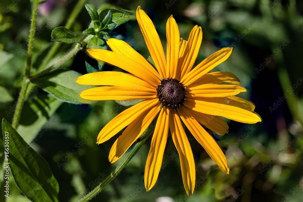 Close-up of rough coneflower plant