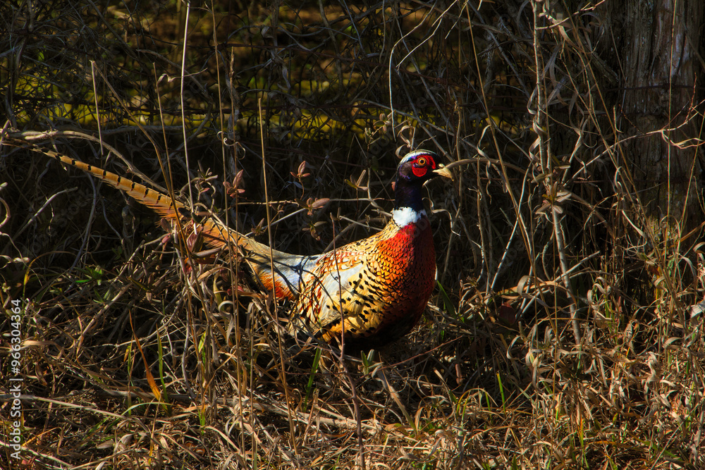 Fototapeta premium pheasant in the wild