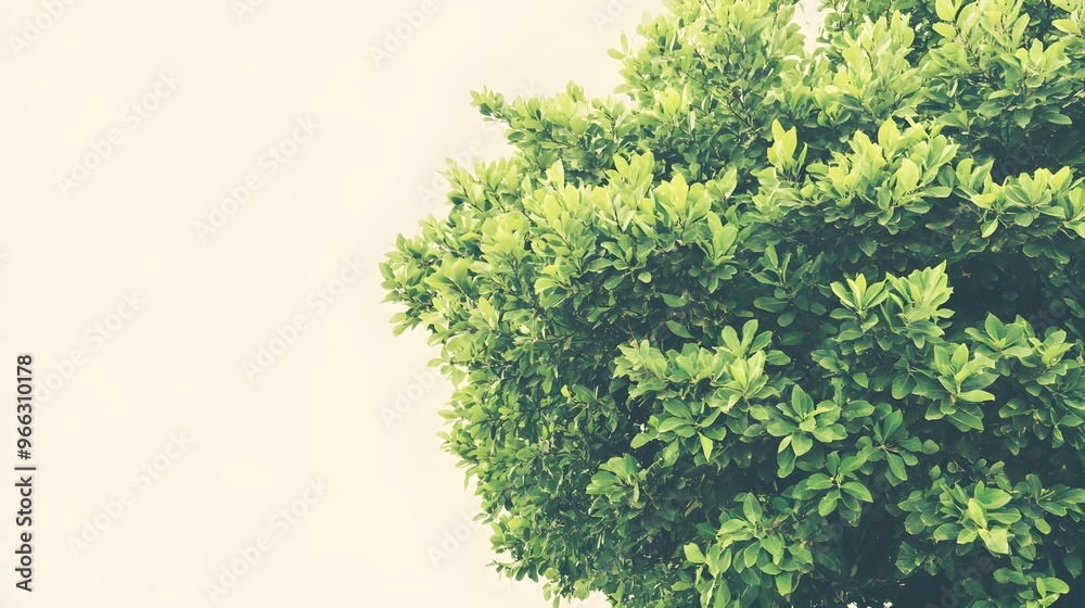 Obraz premium A lush green tree full of vibrant leaves against a light solid color background, providing ample copy space for text overlay,No blurriness