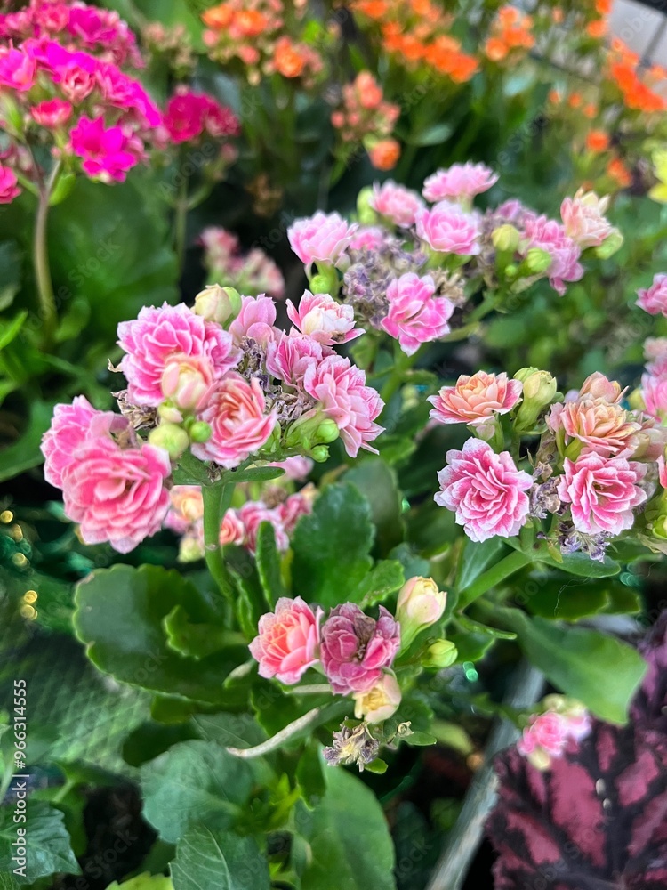 flores del jardin flores del jardin