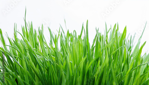 Bright green grass on isolated white background. Close-up.