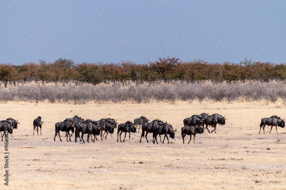 Telephoto shot of a herd of blue wildebeest - Connochaetes taurinus- trekking across the plains of Etosha national Park, Namibia. Telephoto shot of a herd of blue wildebeest - Connochaetes taurinus- trekking across the plains of Etosha national Park, Namibia.