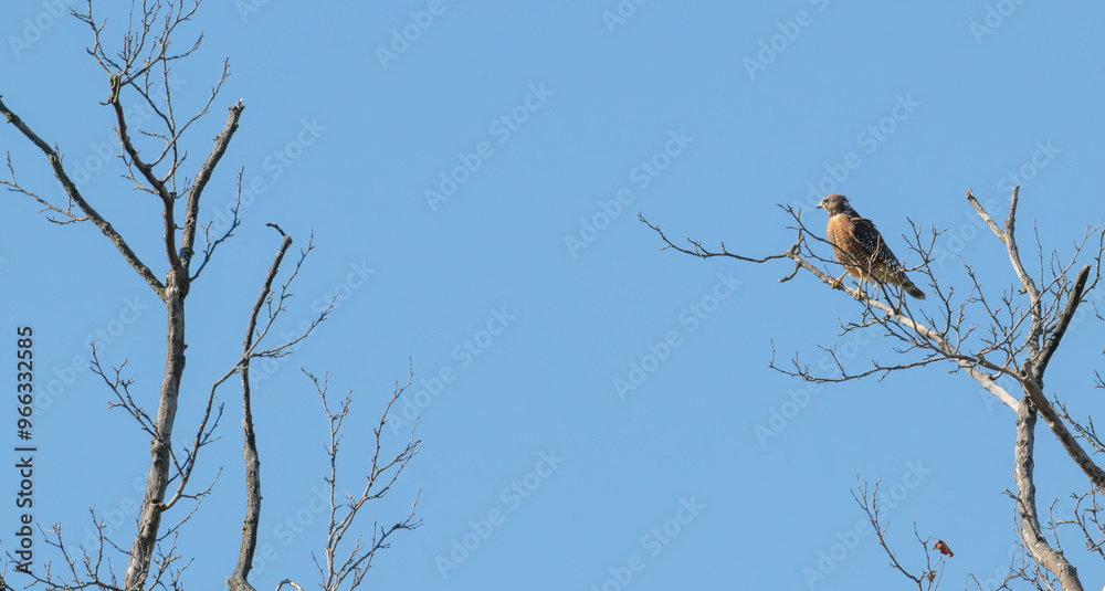 Red-shouldered hawk perched in a dead tree. Red-shouldered hawk perched in a dead tree.