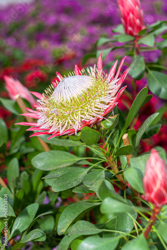 giant king protea flower gardening photo