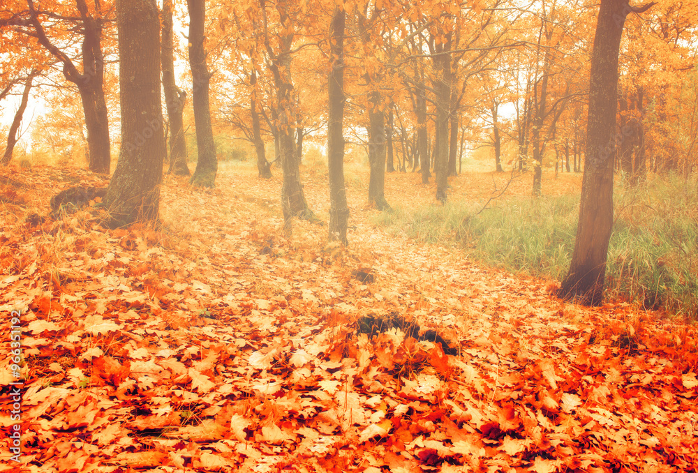 Autumn foggy landscape. Oak forest grove with fallen yellow and red leaves. Soft focus processing. Autumn forest landscape in foggy weather Autumn foggy landscape. Oak forest grove with fallen yellow and red leaves. Soft focus processing. Autumn forest landscape in foggy weather