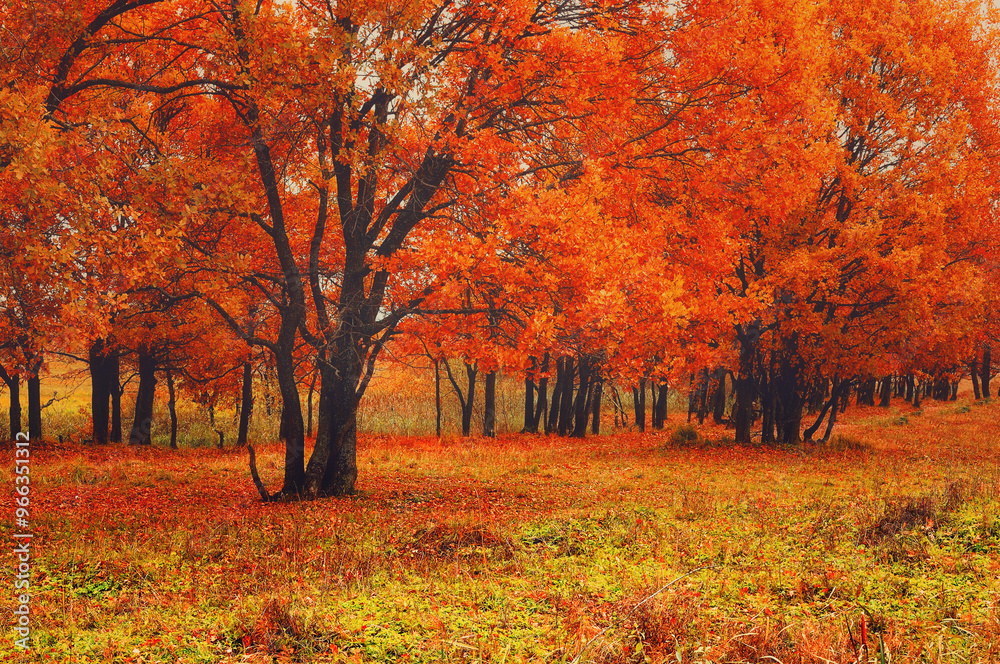 Autumn park landscape. Oak trees with bright red leaves in the forest in cloudy weather. Soft focus and diffusion filter applied. Autumn park with fallen autumn leaves Autumn park landscape. Oak trees with bright red leaves in the forest in cloudy weather. Soft focus and diffusion filter applied. Autumn park with fallen autumn leaves
