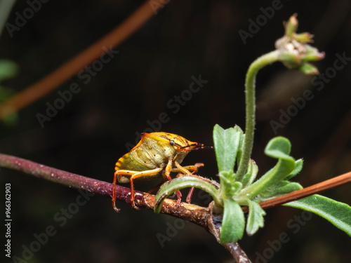 carpocoris mediterraneus photo