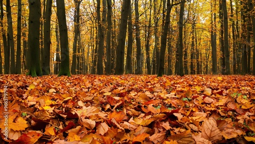 Autumn leaves october forest