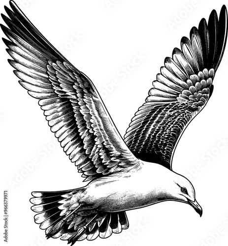 Seagull engraving vector design