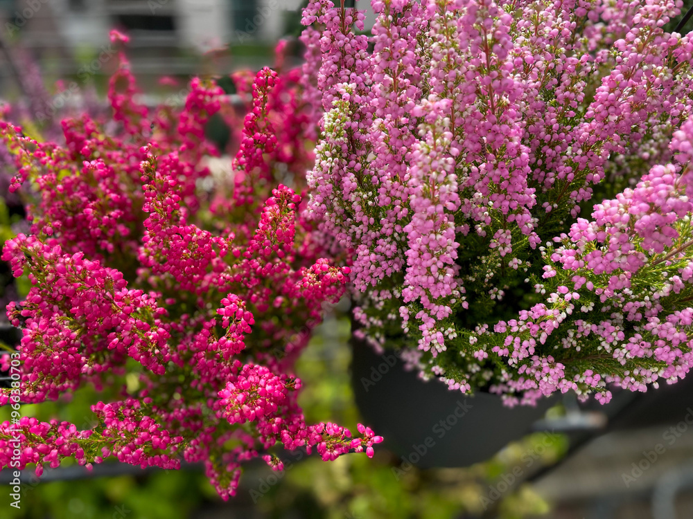 Obraz premium Beautiful blooming vinrant purple-pink bell Heather Erica cinerea decorative flowers in flower pot in balcony garden close up